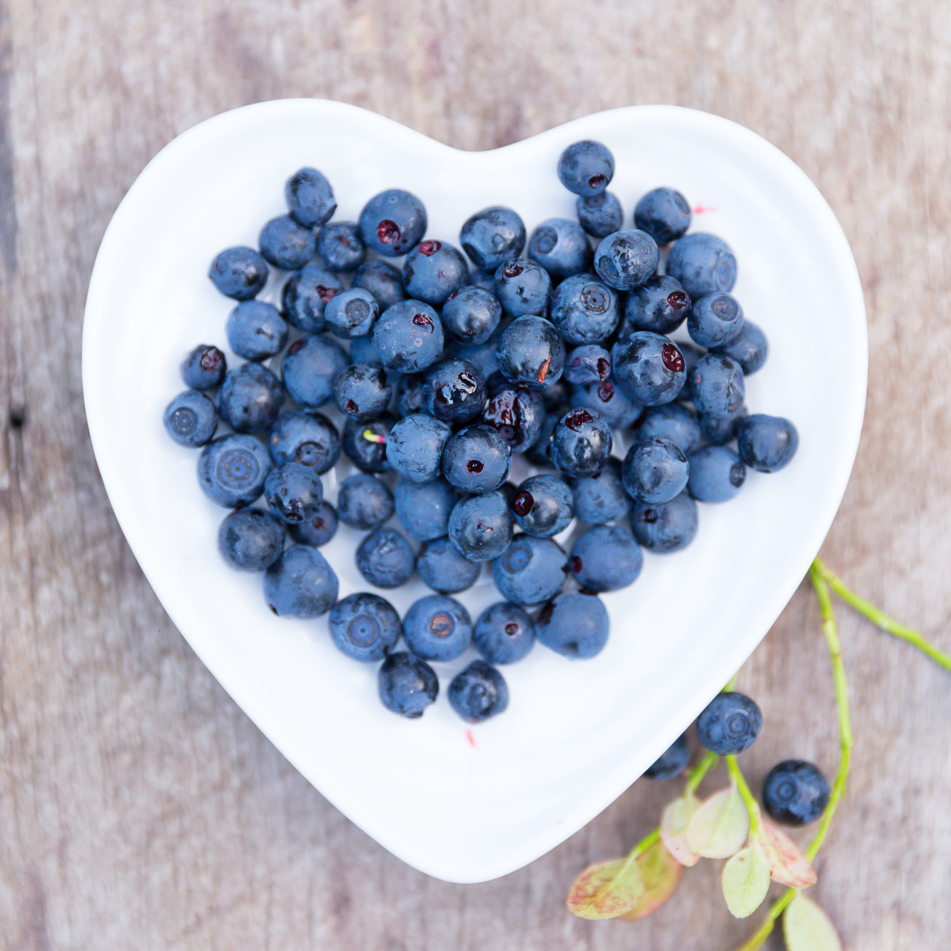 Berry Good for Them: The Wholesome Benefits of Feeding Blueberries to Dogs and Cats