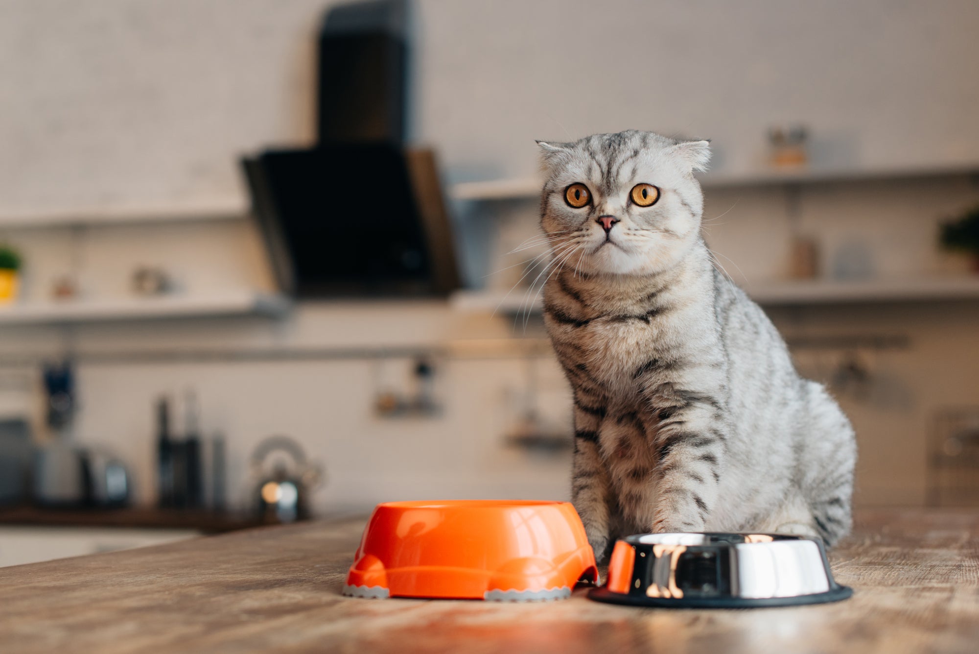 Fueling Fido's and Fluffy's Appetite: A Guide to Boosting Your Pet's Hunger with Raw, High-Quality Ingredients