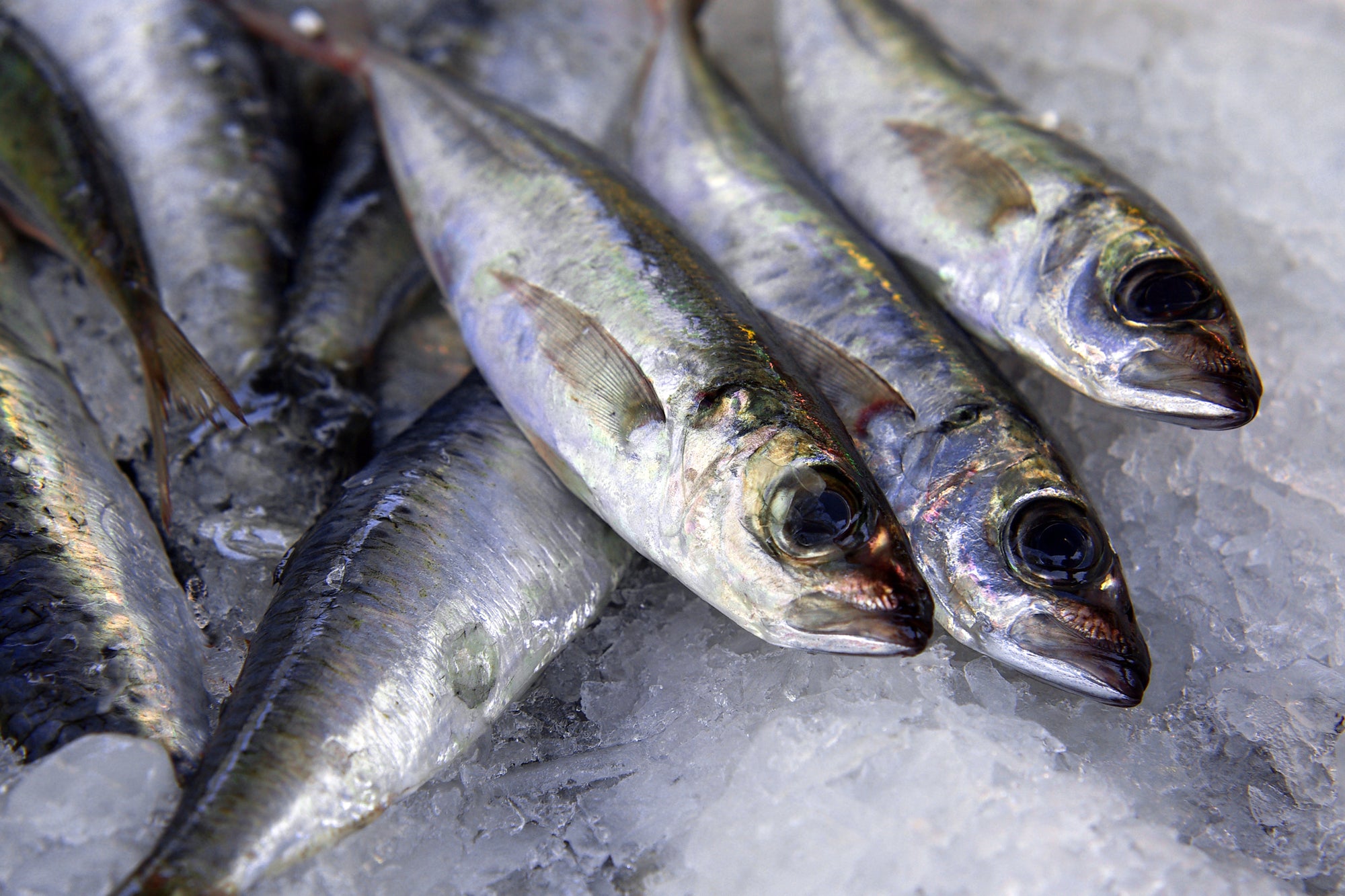 Wholesome Delights: The Distinct Benefits of Whole Sardines to Dogs and Cats